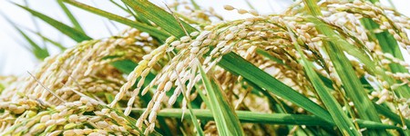 米油の特徴