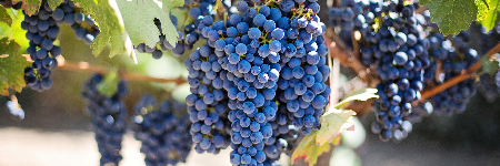 赤ワインのブドウ品種について