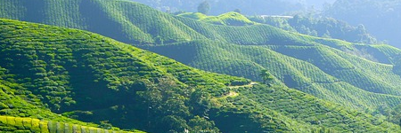 玉緑茶の定番品種